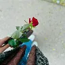 Örnek Resim