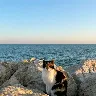 Örnek Resim