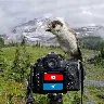 Örnek Resim