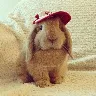 Örnek Resim