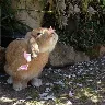 Örnek Resim