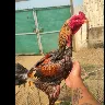 Örnek Resim