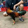Örnek Resim