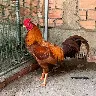 Örnek Resim