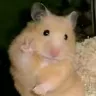 Örnek Resim