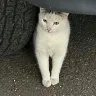 Örnek Resim