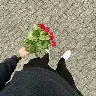 Örnek Resim