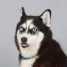 Örnek Resim