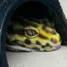Örnek Resim