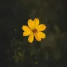 Örnek Resim