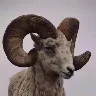 Örnek Resim