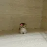 Örnek Resim