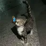 Örnek Resim
