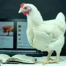 Örnek Resim