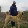 Örnek Resim