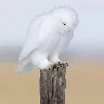Örnek Resim