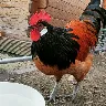 Örnek Resim