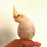 Örnek Resim