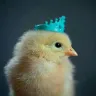 Örnek Resim