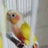 Örnek Resim