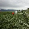 Örnek Resim