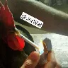Örnek Resim