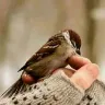 Örnek Resim