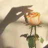 Örnek Resim