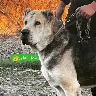 Örnek Resim