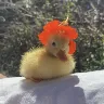 Örnek Resim