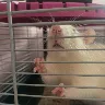 Örnek Resim