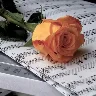 Örnek Resim