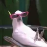 Örnek Resim