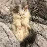 Örnek Resim