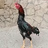 Örnek Resim
