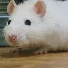 Örnek Resim