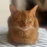 Örnek Resim
