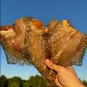 Örnek Resim