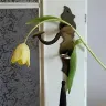 Örnek Resim