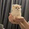 Örnek Resim