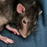 Örnek Resim
