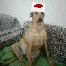 Örnek Resim