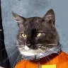 Örnek Resim