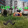 Örnek Resim