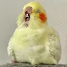 Örnek Resim