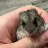 Örnek Resim