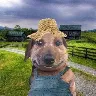 Örnek Resim