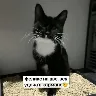 Örnek Resim