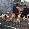 Örnek Resim