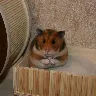 Örnek Resim